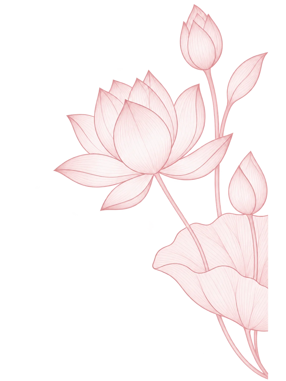 Hoa sen hồng nở mép phải